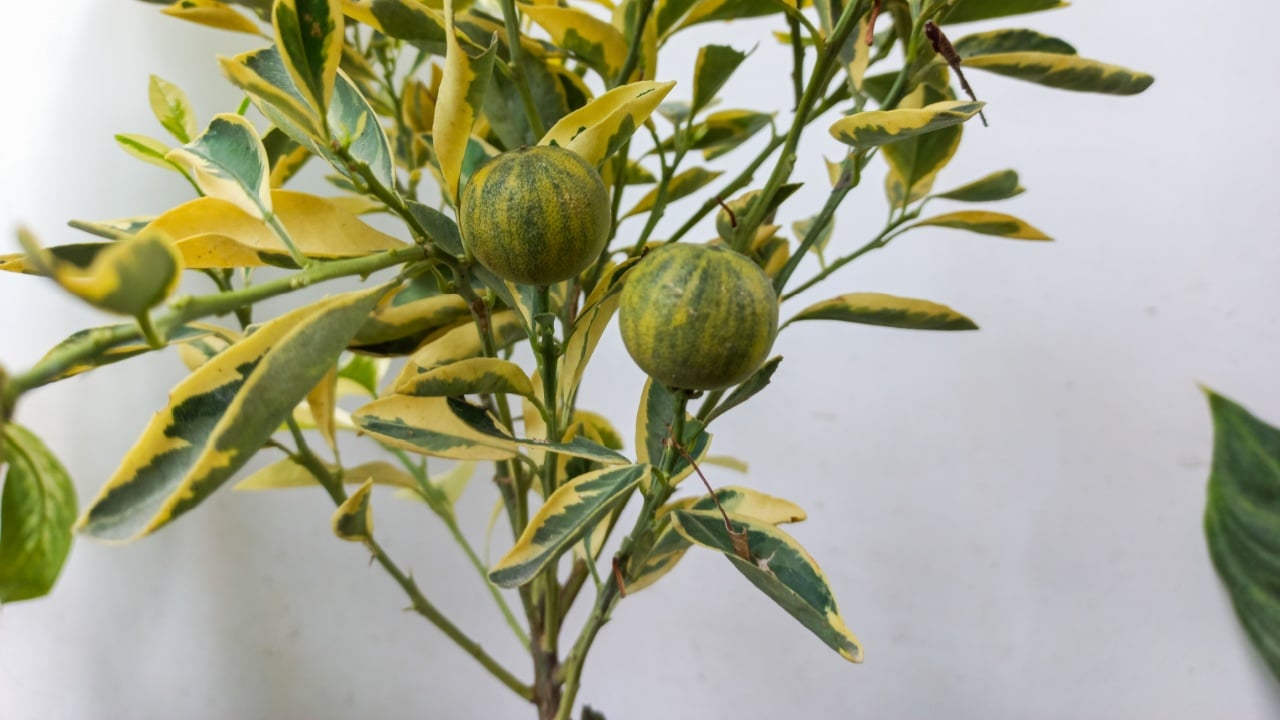 The variegated pink lemon, also called the variegated Eureka lemon, or pink fleshed Eureka lemon is a cultivar of lemon Citrus with unique pink flesh, a green striped rind when ripening