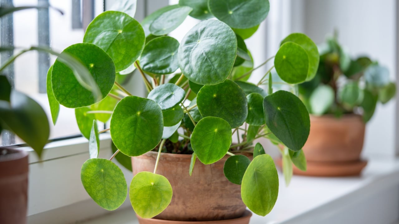 Pilea peperomioides in terracotta pot, lush bush with several potted Chinese money plant on windowsill at home. Decorative houseplant in interior of house. Indoor garden concept