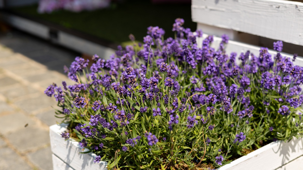 Purple lavender flowers in blossom on plants in rustic white wooden pots outdoors. City terrace in spring, balcony plants