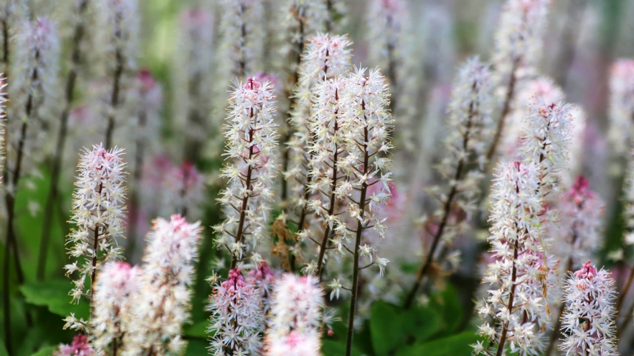 White foam flowers. Tiarella cordifolia in spring garden.