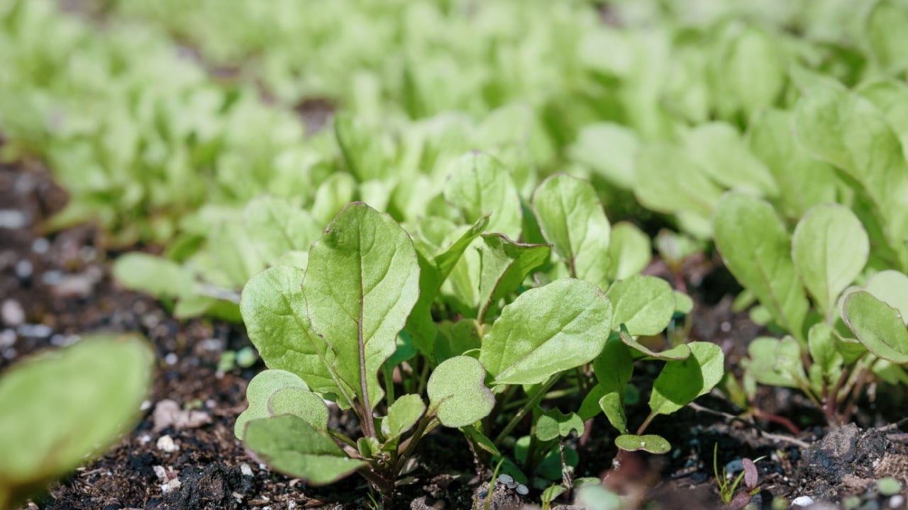 Arugula seedling in garden with defocused plant rows. Close up. Lush spring garden. Astro and franchi arugula plants before thinning. Also known as rocket salad, roquette or rugula. Selective focus.
