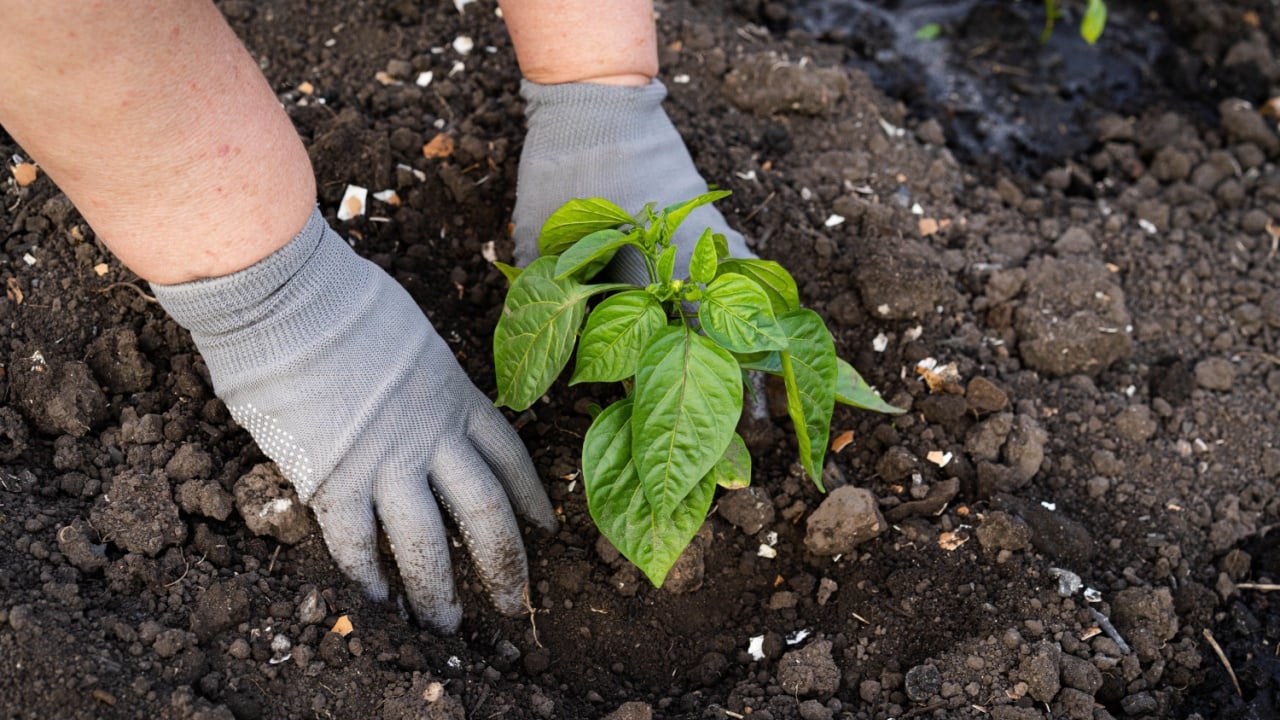 Planting pepper seedlings in the open ground, feeding and fertilizing peppers in the garden.