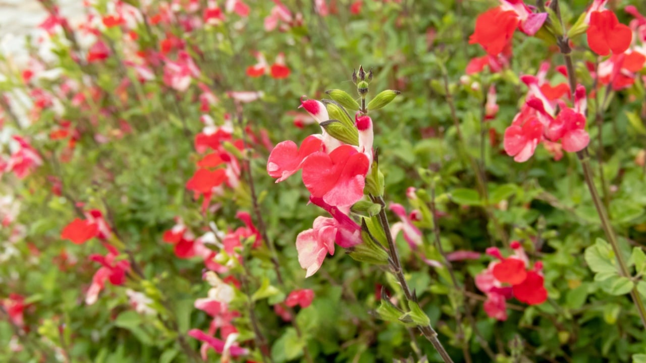 Autumn sage with coral red flowers. Salvia greggii flowering herbaceous perennial ornamental plant.