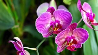 Orchids blooming in the home garden