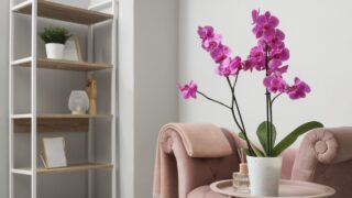Orchid flower on table near pink armchair in living room