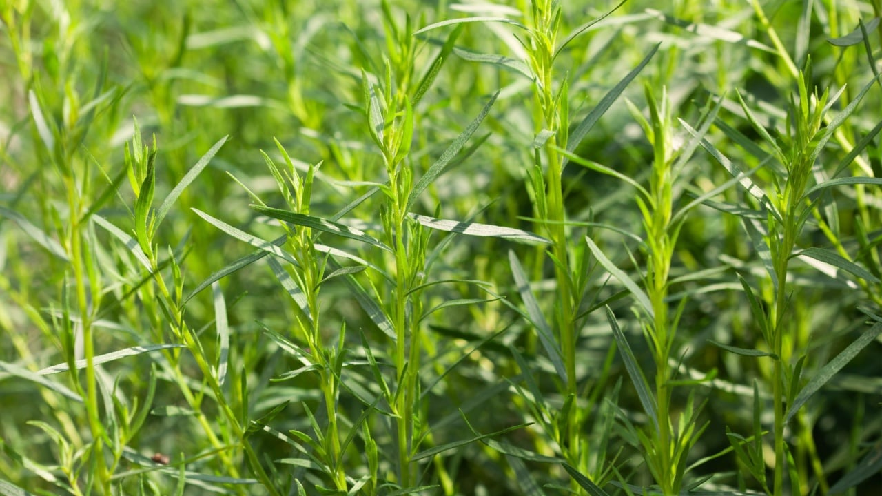 Tarragon plant growing in the garden. Growing herbs in the garden.