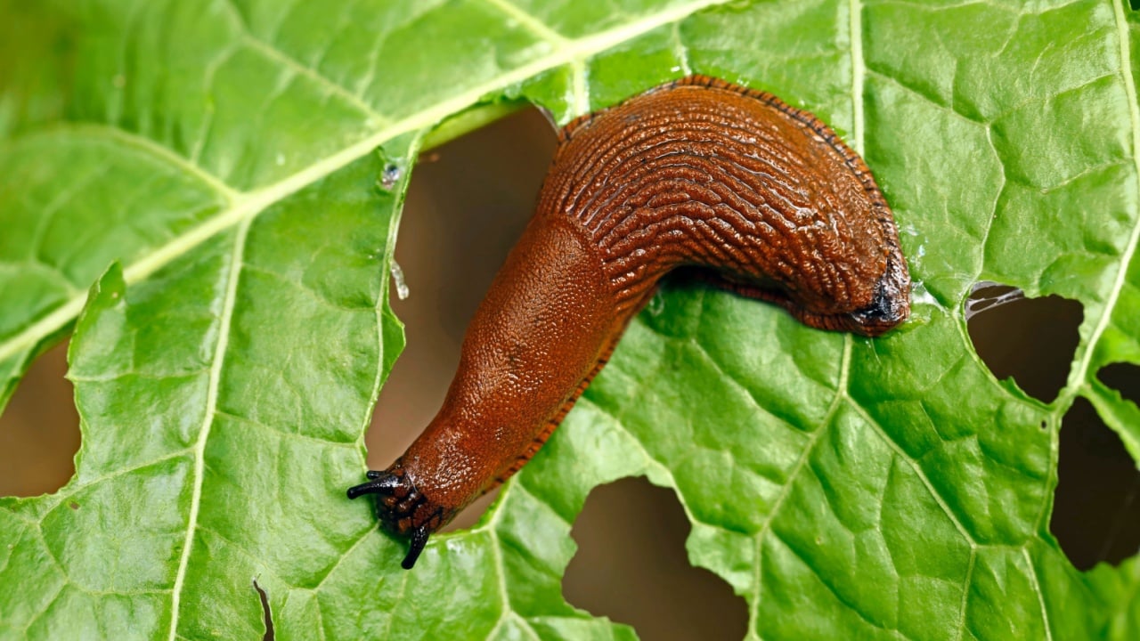 slug, arion vulgaris eating a lettuce leaf in the garden, snails damage leaves in the vegetable patch, pest on home-grown vegetables