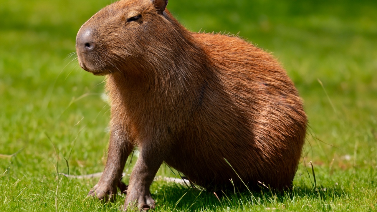 South American capybara in closeup and selective focus