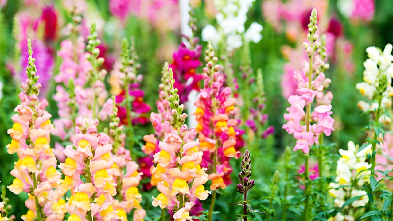 Colorful snapdragon flowers in a garden