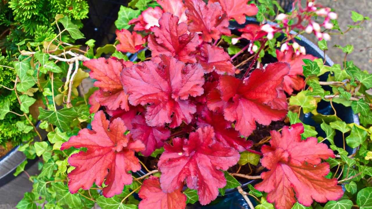 Red Coral Bells (heuchera) and English Ivy. Native to North America, Heuchera is also known as Alumroot, a name derived from their medicinal properties as a pain reliever and anti-inflammatory.