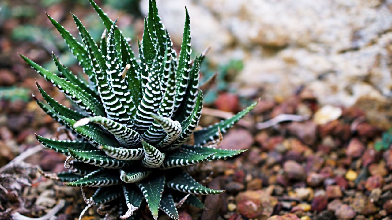 Succulent Zebra plant ,Haworthia Aloe Vera ,Pearl plant ,Zebra cactus ,Star window ,Cushion Aloe ,Haworthia fasciata South African succulent is family Asphodelaceae ,Attractive striped rosettes 