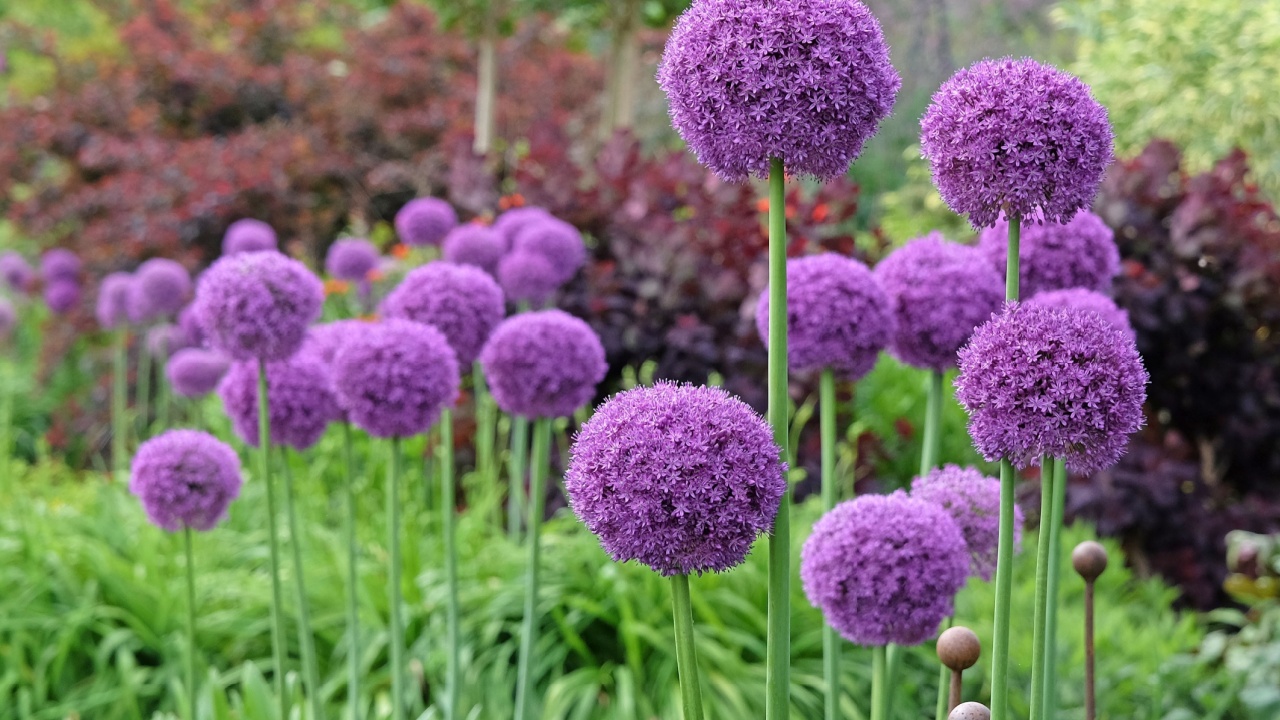 Purple Allium Giganteum, or giant onion or ornamental onion, in flower,