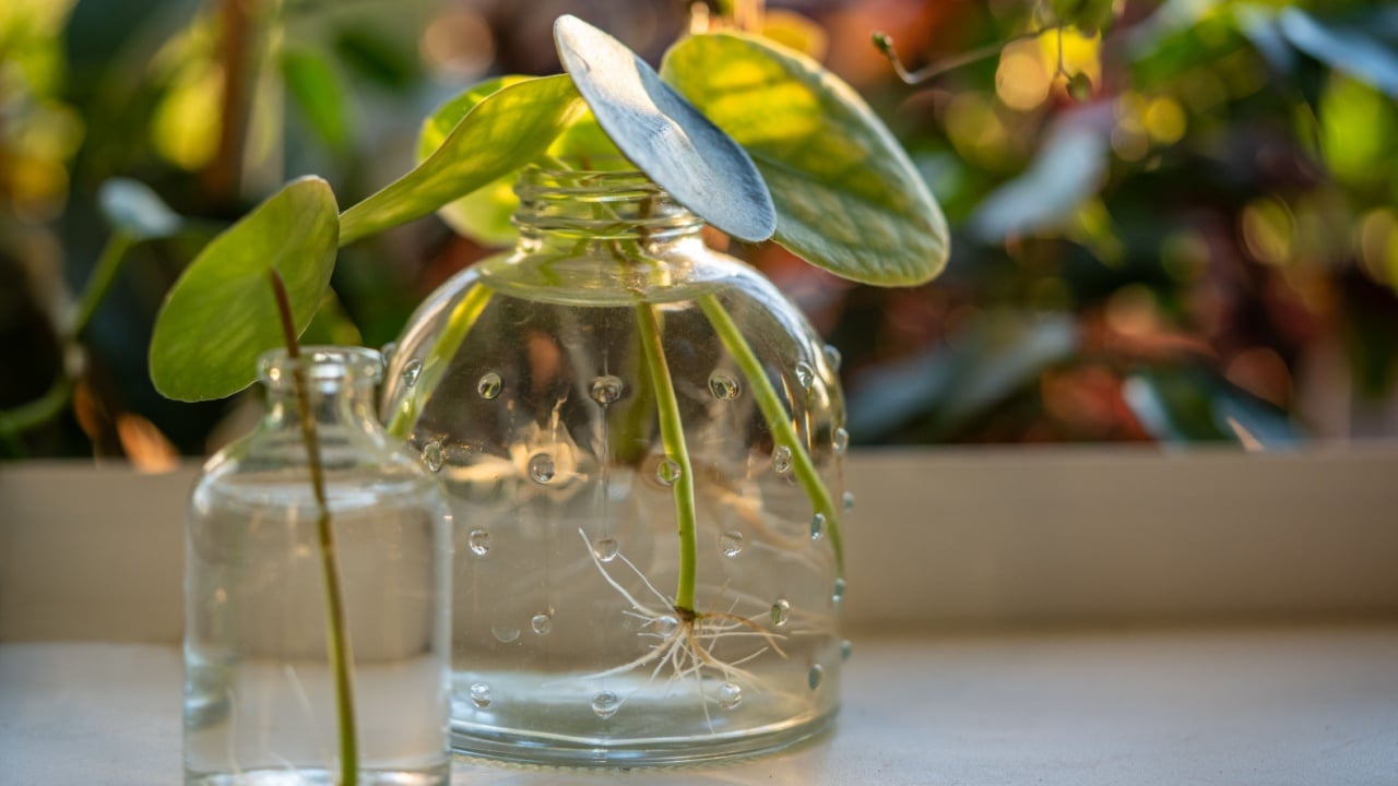 Water propagating of sprout Pilea peperomioides cuttings with roots in glass jar at home over sunset light on background. Plant propagation by single leaf. Indoor gardening
