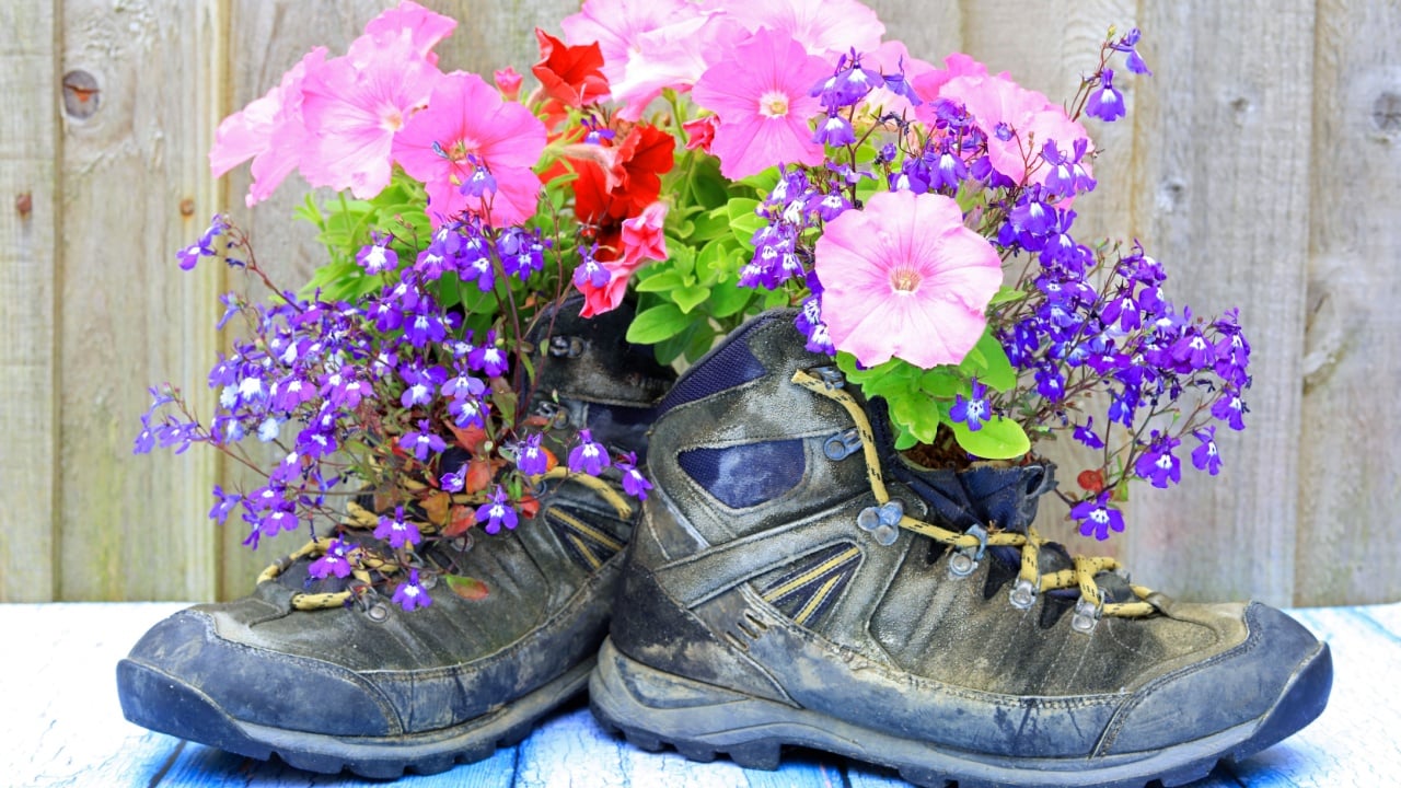 Petunia And Lobelia Flowers Planted In Old Walking Boots Blooming In The Summer.