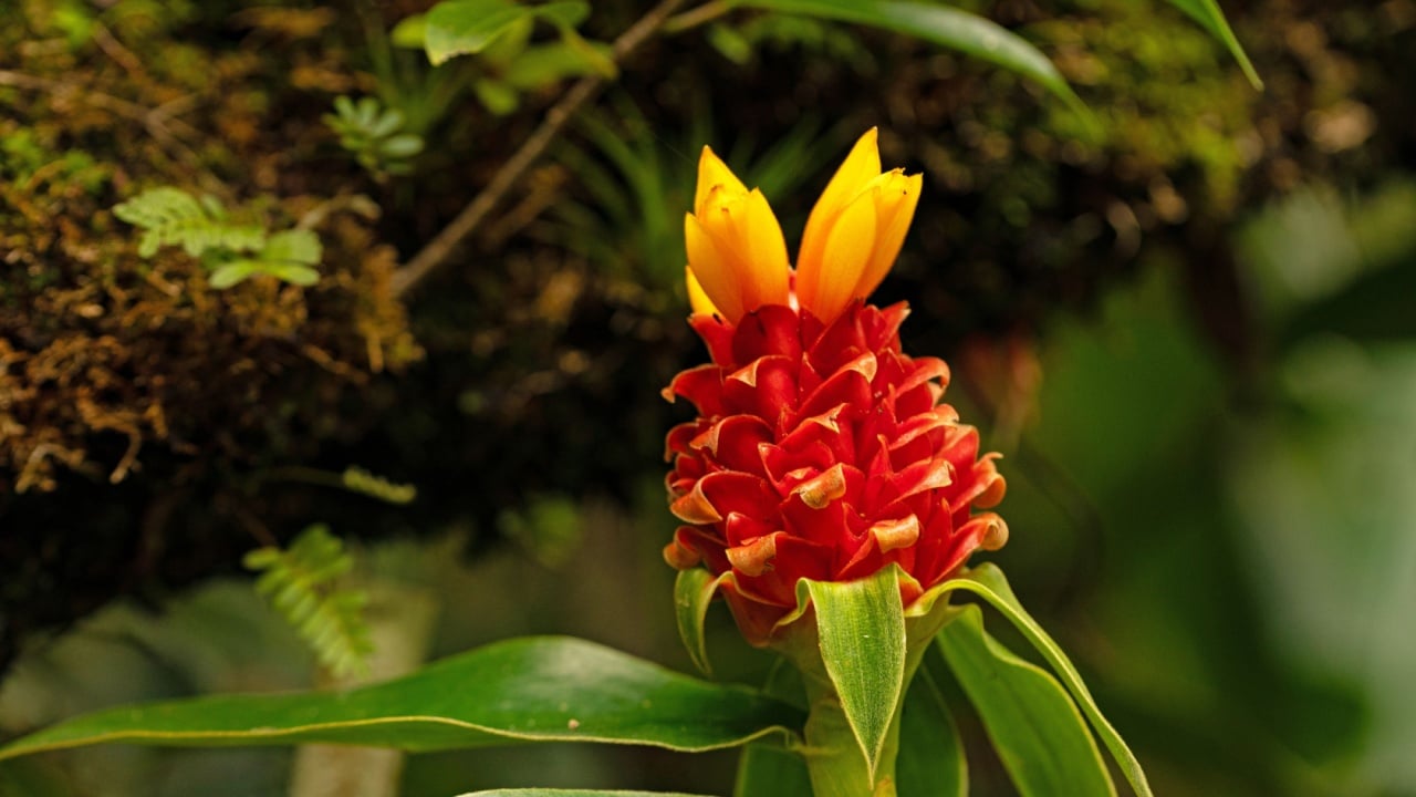 Bromeliad in a rainforest in the Monteverde region in Costa Rica