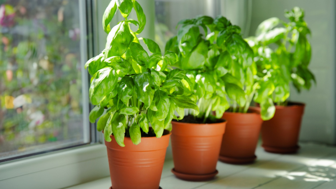 Fresh basil plant in a pot on a textured background. Fresh organic basil leaves. Spices. Vegan. Home gardening on kitchen. Home planting and food growing. basil plant Copy space.