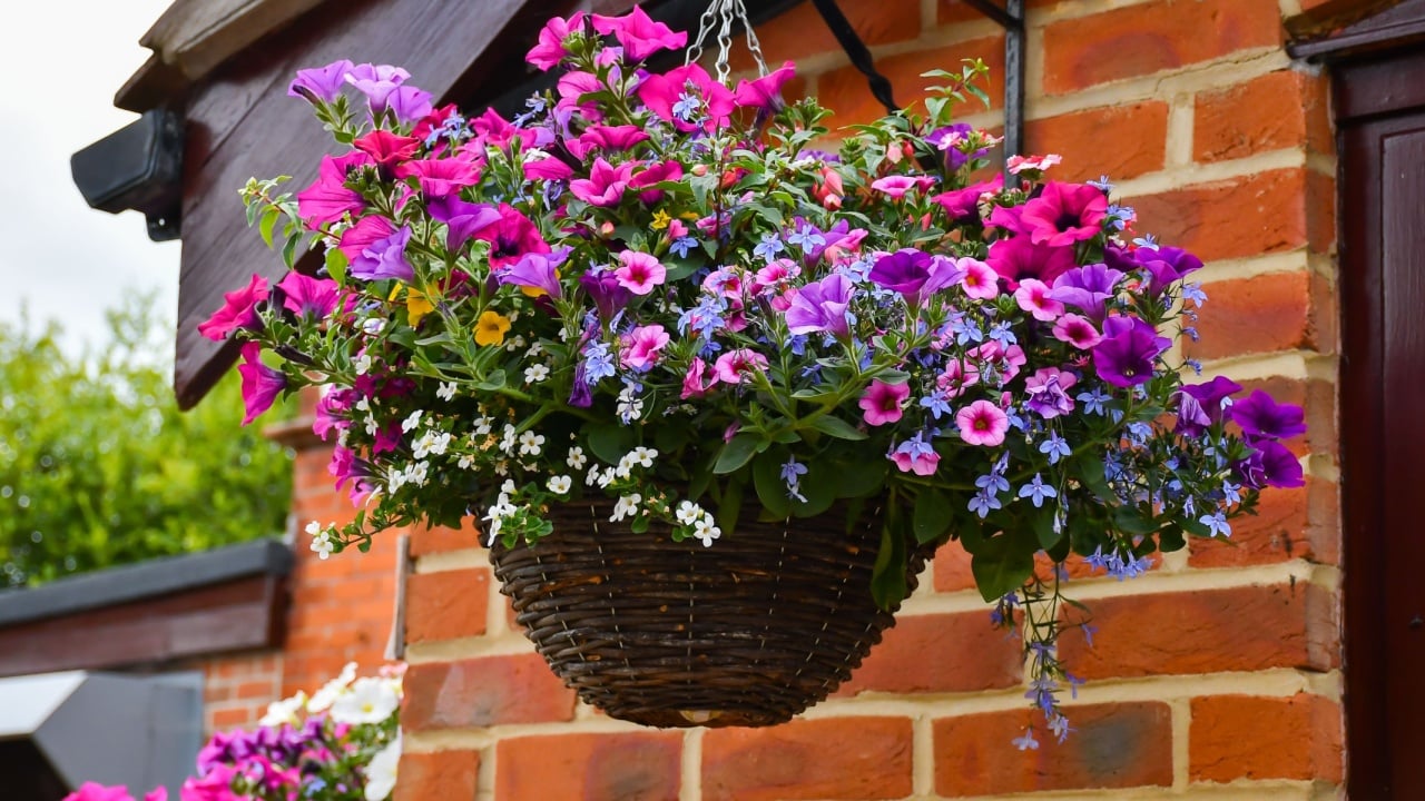 Beautiful brightly coloured wicker hanging basket full of pink and purple petunias and lobelias, creating a wonderful display of flowers to cheer up the side of a property on a spring day