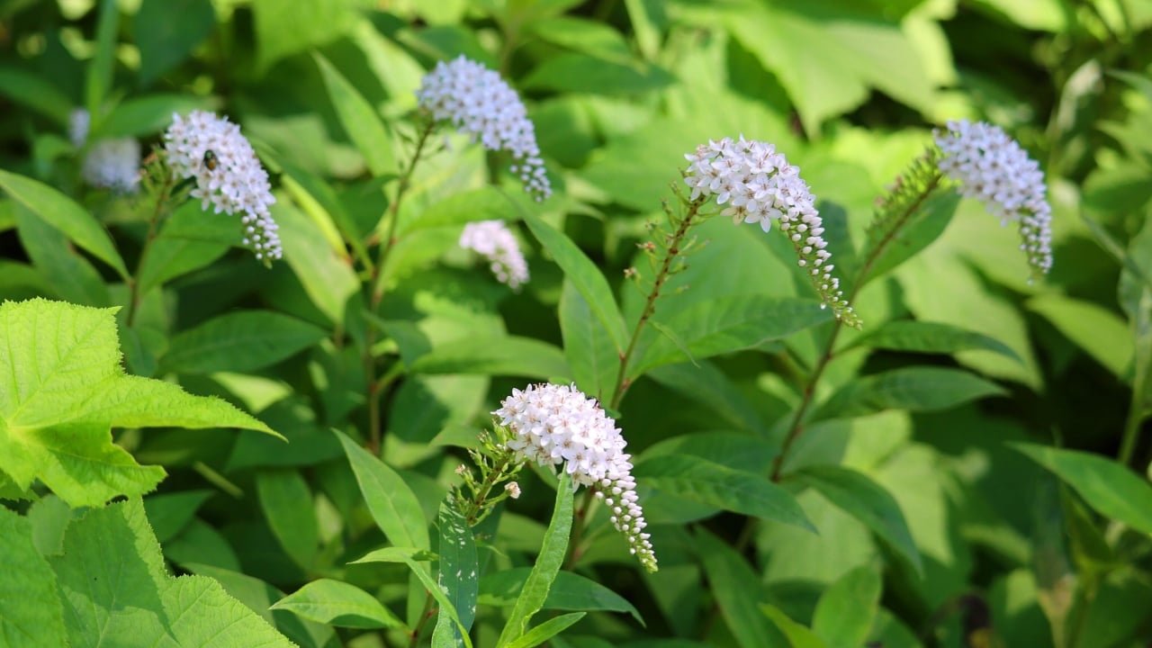 Lysimachia clethroides, the gooseneck loosestrife, is a species of flowering plant, traditionally classified in the family Primulaceae. 