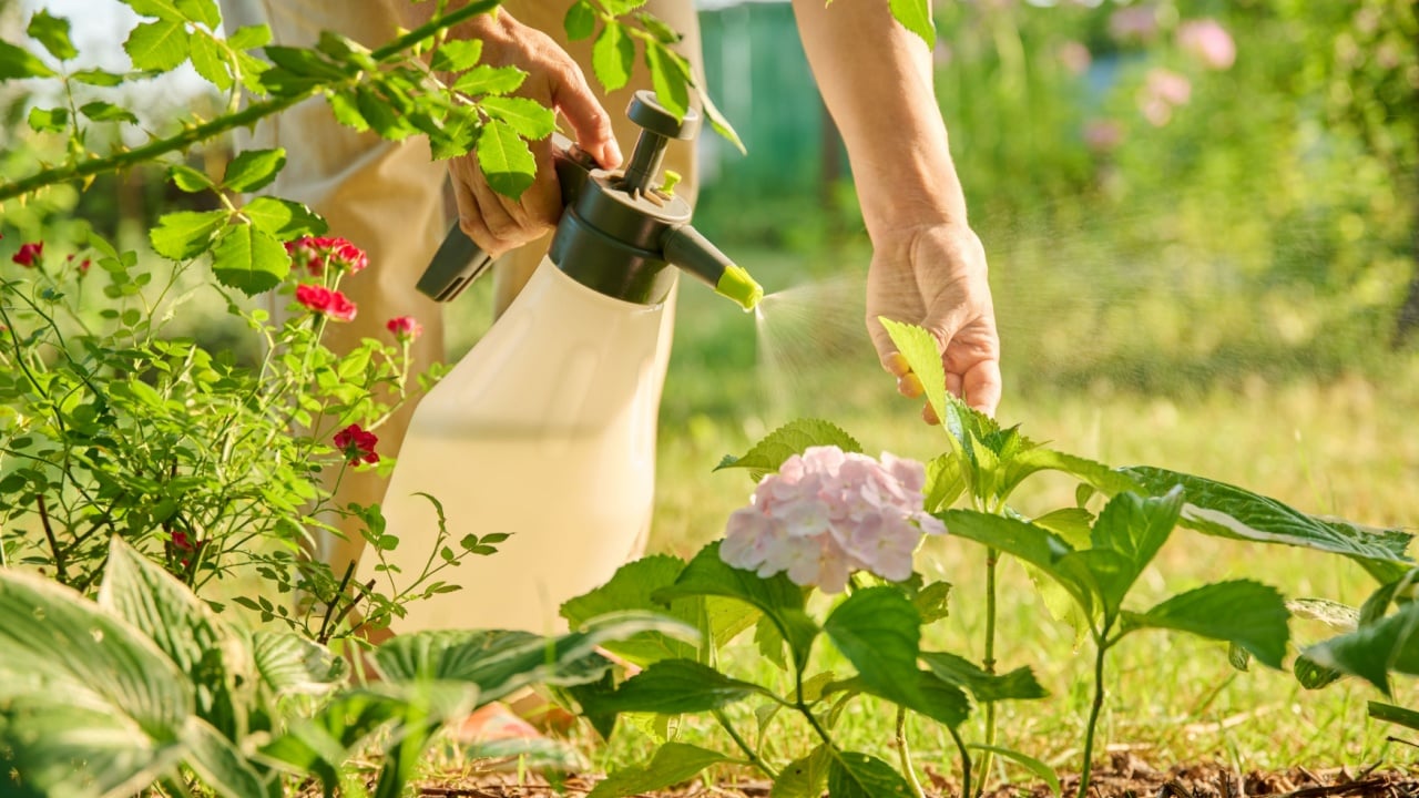 Close up gardener with sprayer caring spraying hydrangea plants in backyard garden