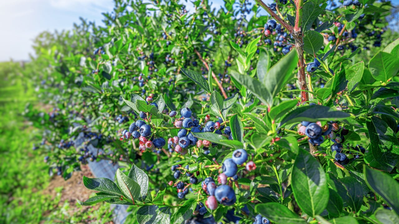 Blueberry bush. Ripe blueberries growing on a farm.