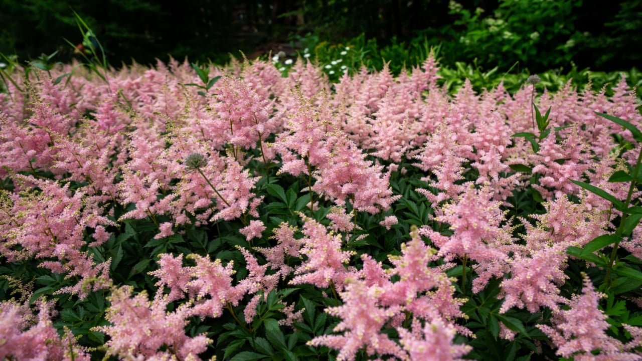 Lilac Astilbe flowers (false goat's beard). Queen ALexandra variety, hybrid. Russian Far East.