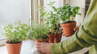 Close up of man holding kitchen herbs cultivated in flower pot used in culinary on a windowsill. Selective focus.