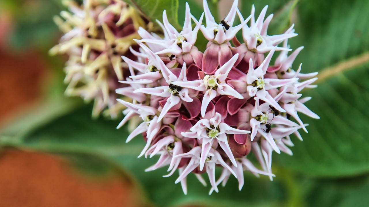 Showy Milkweed with Insects on the Wind River Indian Reservation in Wyoming.