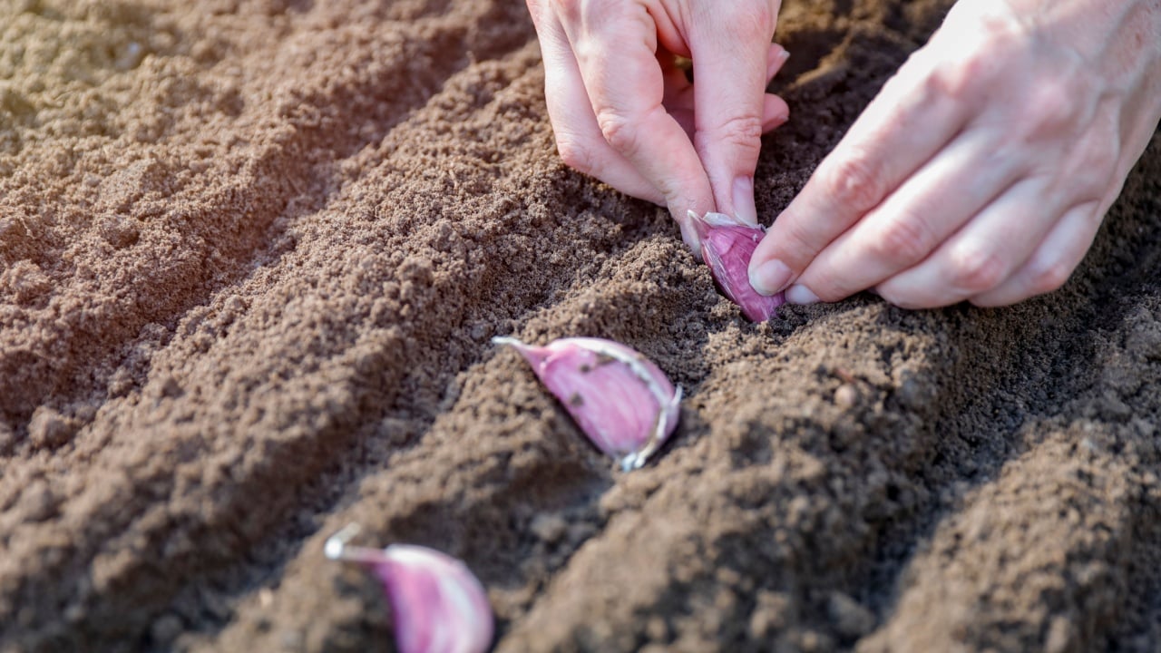 Woman farmer hands planting bulbs in the soil. Growing plants and vegetables naturally concept.
