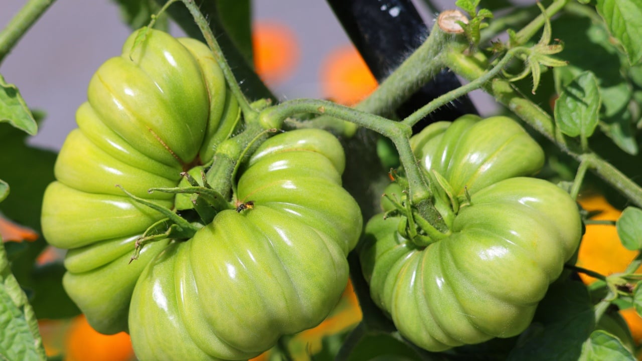 Huge heirloom beefsteak Amana orange tomato. These organic tomato seeds produce big, regular leaf plants that produce above average amounts of beautiful light-orange, irregular