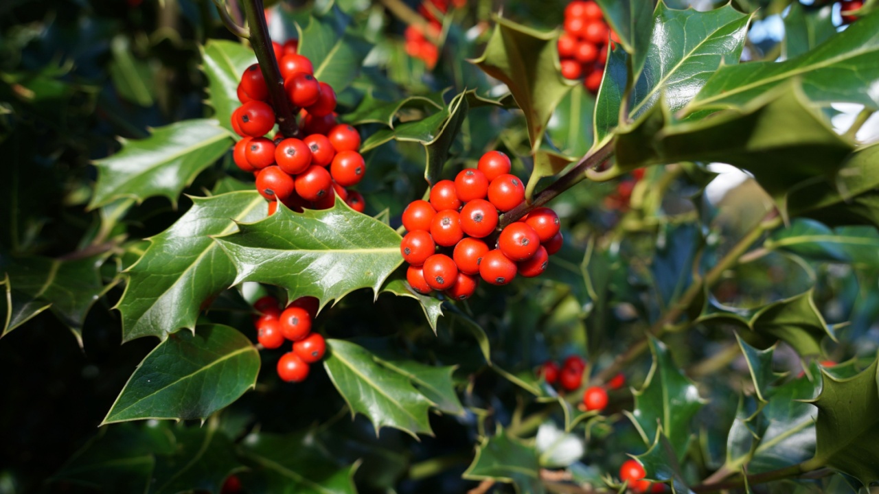 Holly leaves and berries. seasonal foliage. red berry and green leaf background