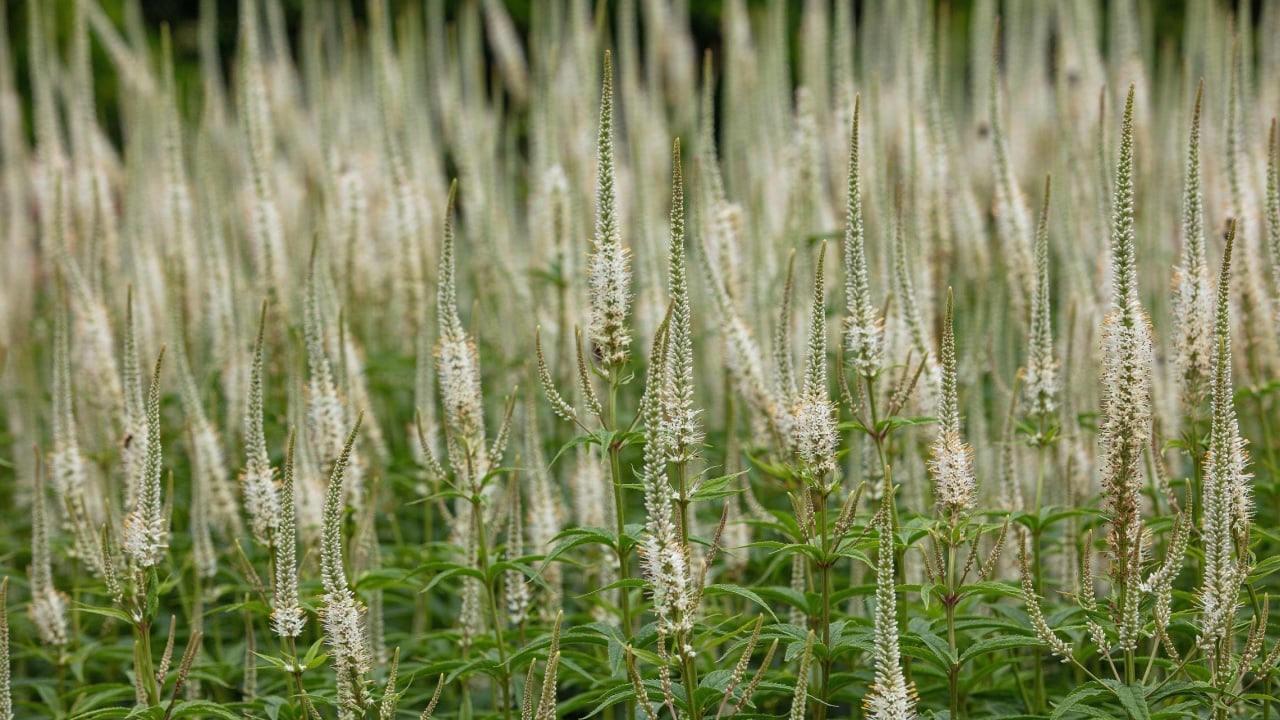 Closeup of the white flower spikes of the herbaceous perennial garden plant veronicastrum virginicum album filling the frame.