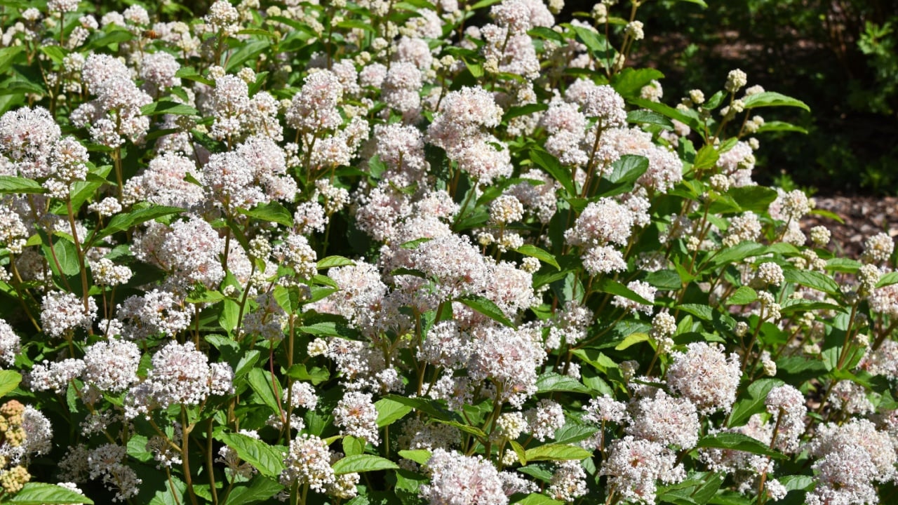 Ceanothus americanus bloom with pale pink, almost white flowers