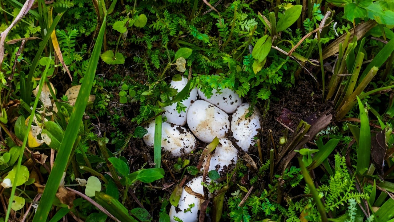 Snake eggs