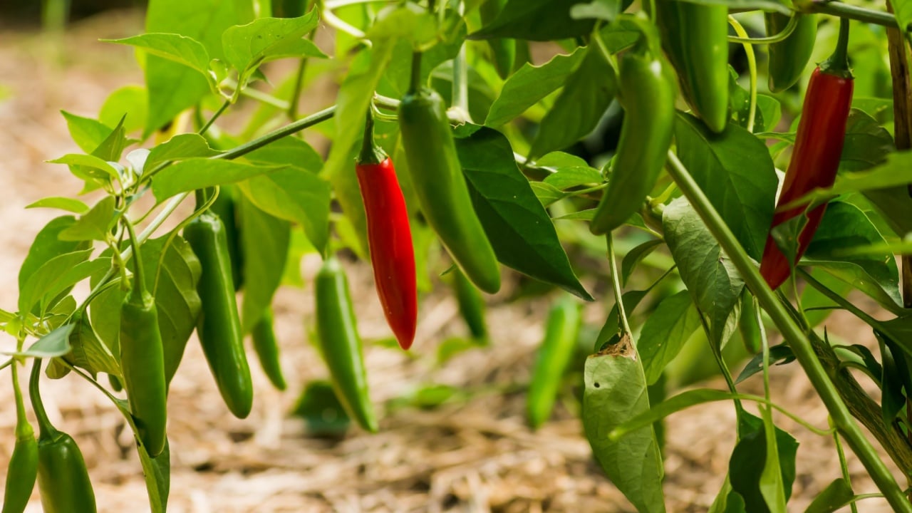 Serrano pepper plant, in the garden 