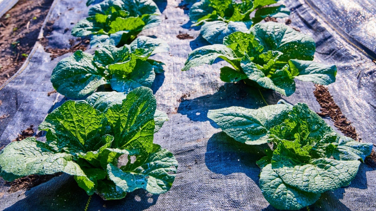 Lush Green Vegetable Field with Morning Dew Eye-Level Perspective