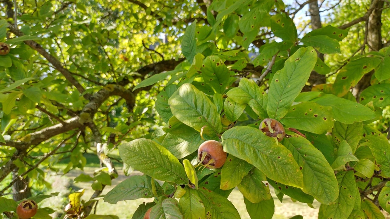 Close up of medlar tree. Mespilus germanica or common medlar. Foliage and fruit. Sunny day, end of summer. 