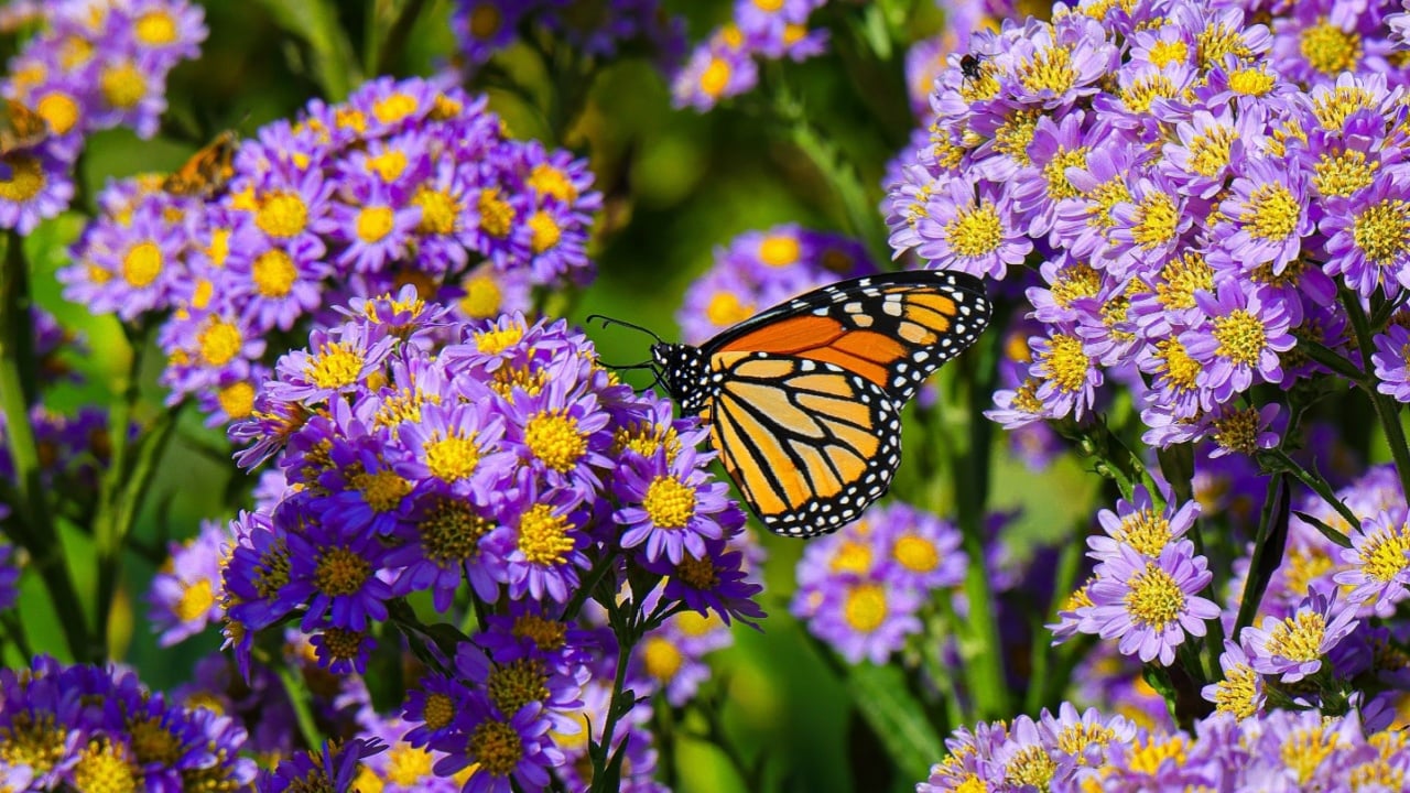 Monarch butterfly and asters in early autumn at Norfolk Botanical Gardens.