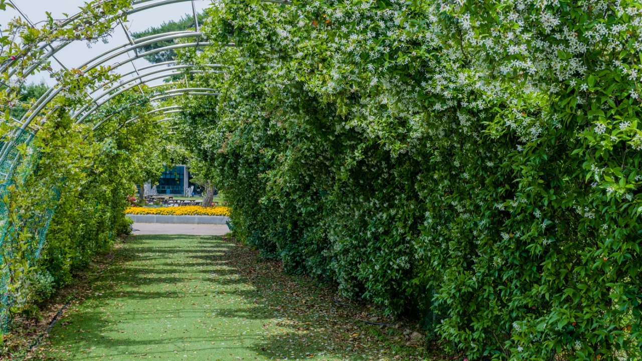 Trellised walkway with lush green foliage in urban park.