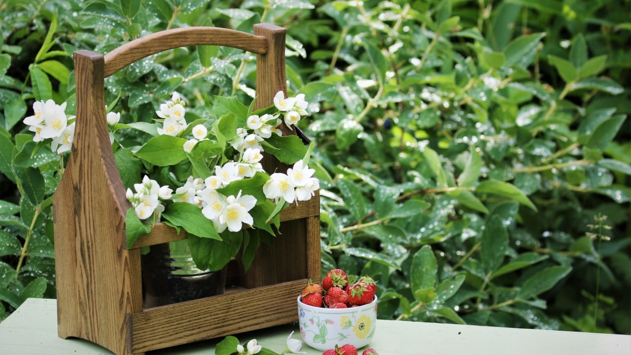 A bouquet of delicate white jasmine flowers in a wooden toolbox. Next to it on a light green bench there is a bowl of strawberries.
