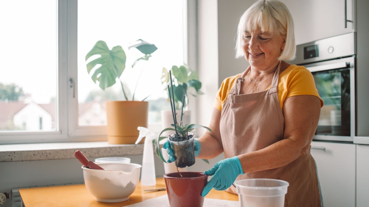 Woman farmer preparing to replant orchid plants by use a shovel to scoop the soil into the pot. Indoor gardening hobbies and jobs indoor plants at home.