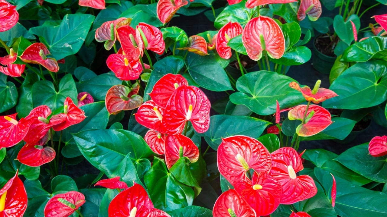 Flamingo flower Anthurium sp. Anthurium andraeanum (Flamingo Flower) The Leaves Flowers.