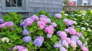 Clusters of vibrant pink, purple, and blue hydrangeas bloom against a weathered shingled house, surrounded by lush green leaves, creating a colorful and serene summer garden setting.