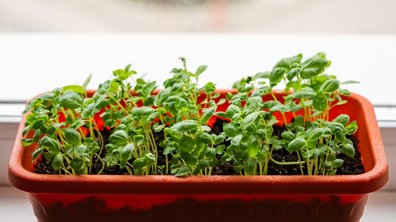 Small basil plants growing in an orange pot on a windowsill, enjoying natural light and showing vibrant green leaves, perfect for home gardening and culinary use
