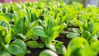Close up fresh young green cos lettuce are growing in the hydroponic farm.
