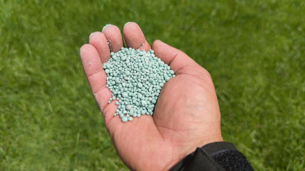 Grass fertilization with granulated phosphor. The gardener holds a handful of fertilizer in his hand