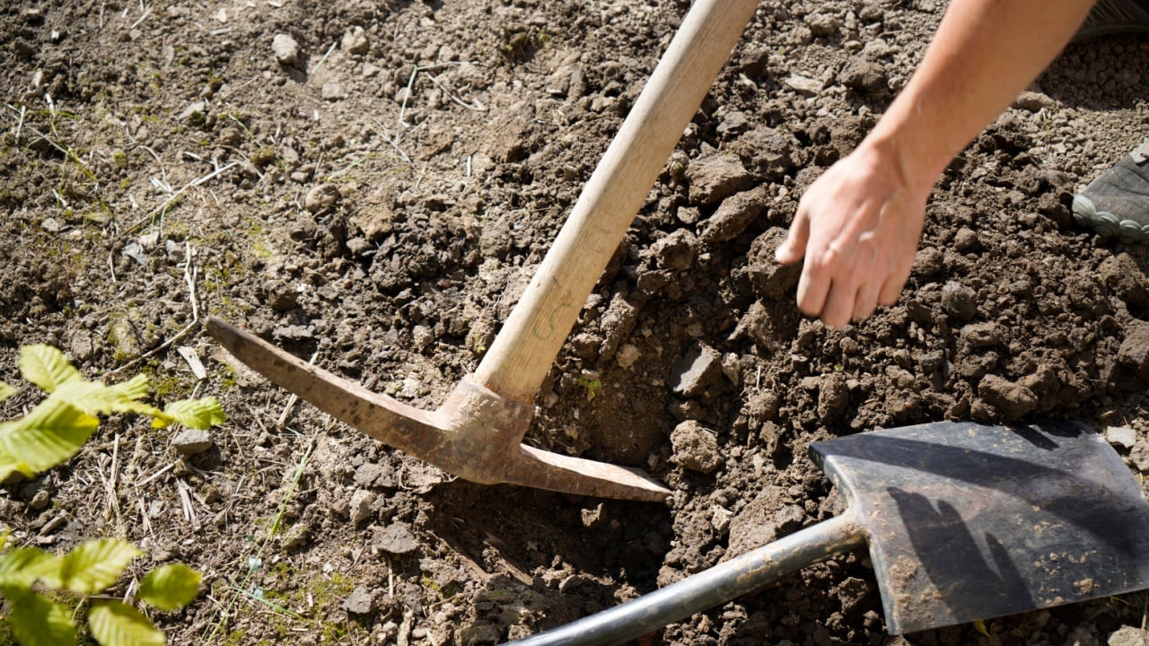 Gardener digging a hole with a garden pickaxe to plant a tree