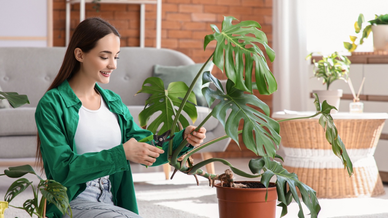Young woman pruning Monstera houseplant at home
