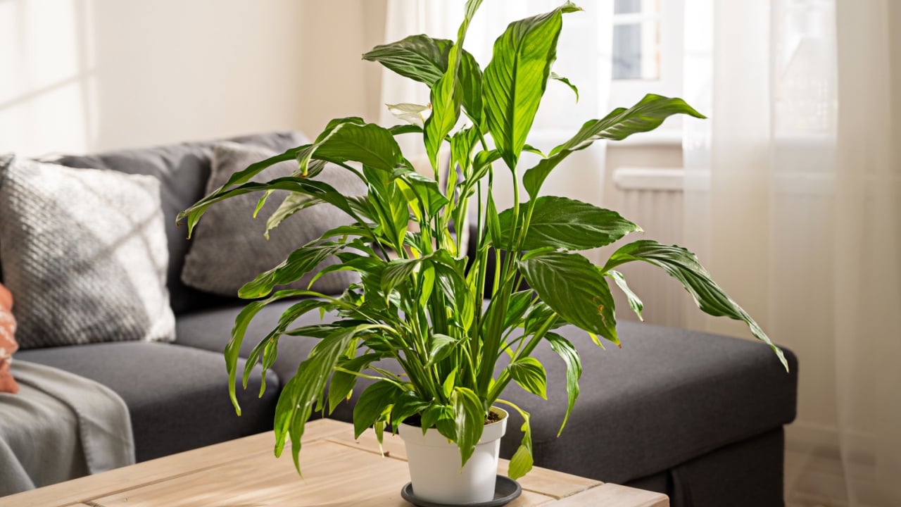 Spathiphyllum peace lily indoor plants sunset beautiful light