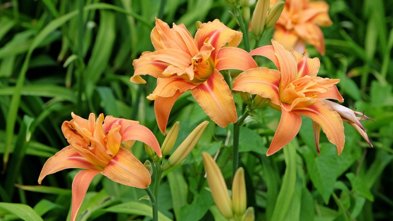 Orange double Hemerocallis fulva daylily &lsquo;Kwanso&rsquo; in flower.