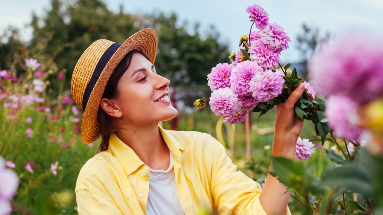 Woman farmer relaxing among pink dahlias between rows of flowers. Gardener holding bouquet of blooms. Summer garden